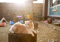 「ねこあつめの家」新写真