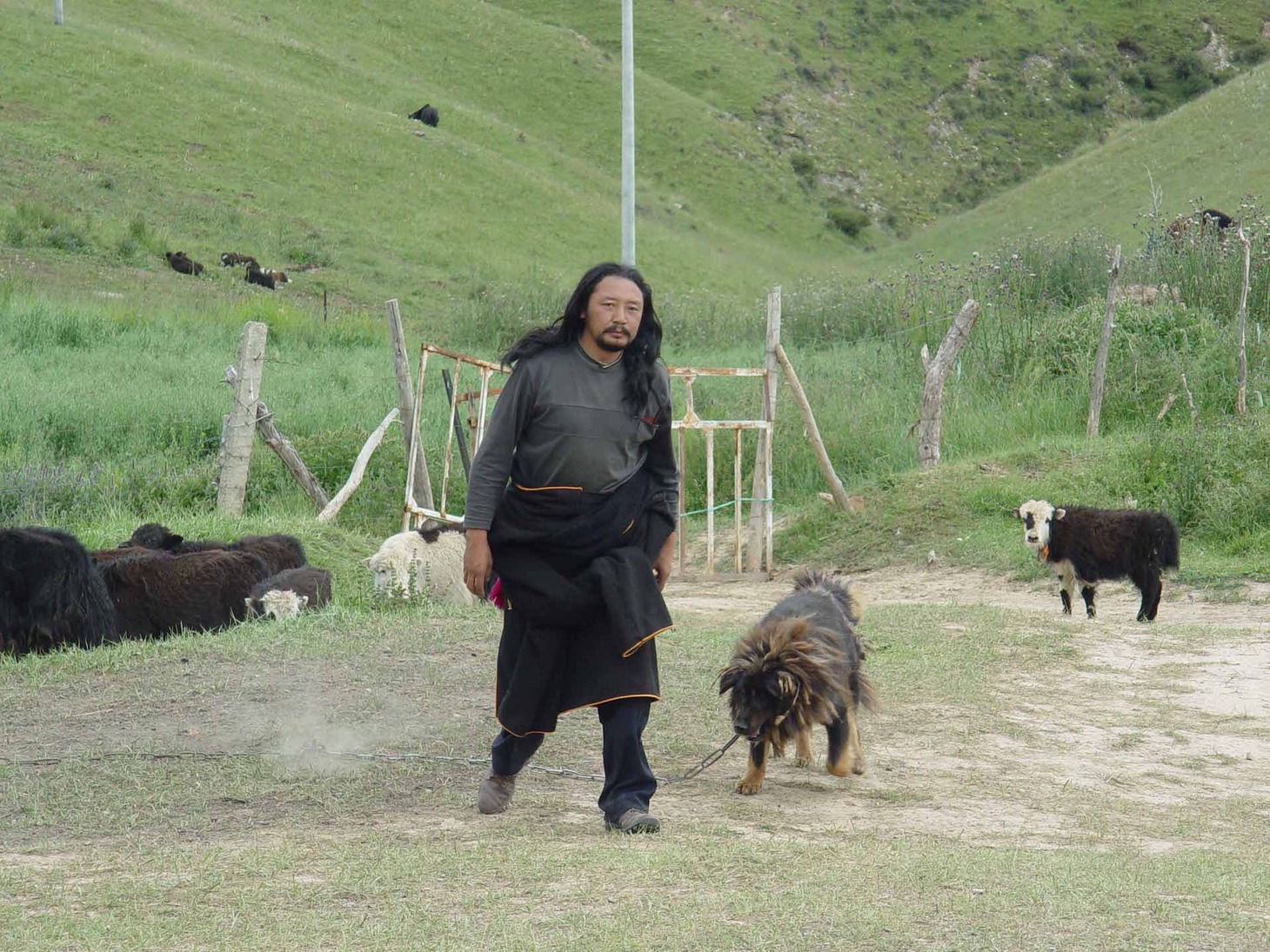 「オールド・ドッグ」 (c)Pema Tseden