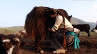 「チベット牧畜民の一日」 (c)"A Day in the Life of Tibetan Pastoralists" Production Team