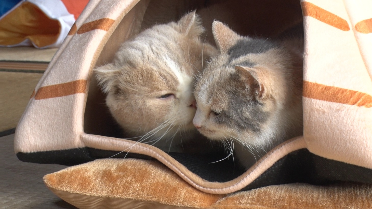 「ねこあつめの家」新写真