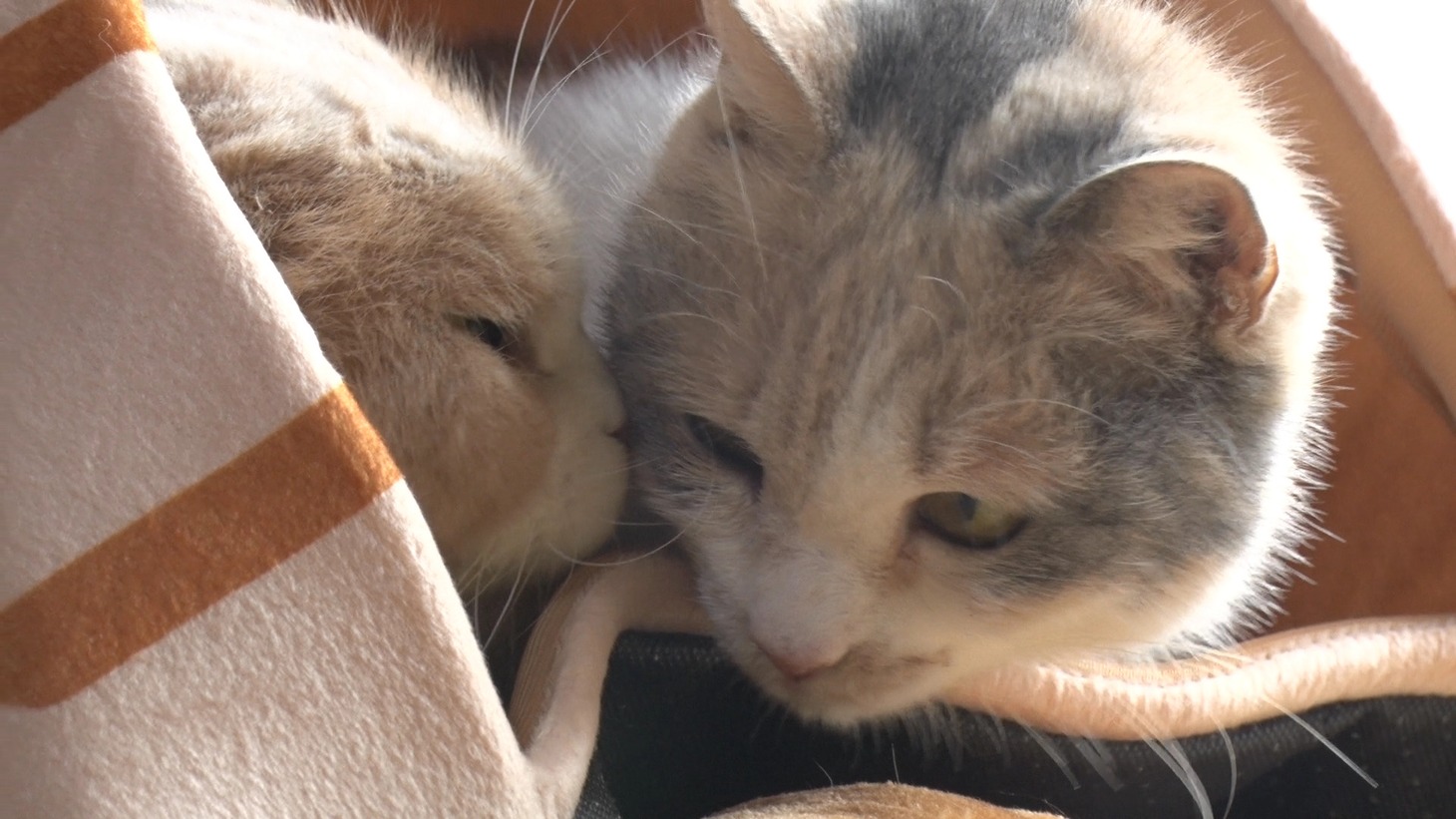 「ねこあつめの家」新写真