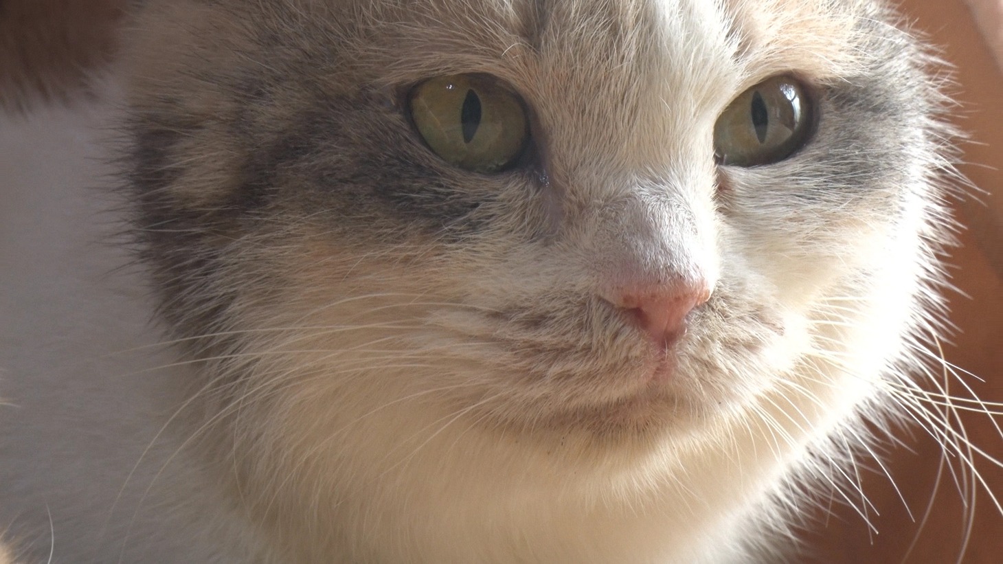 「ねこあつめの家」新写真