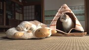 「ねこあつめの家」新写真