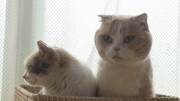 「ねこあつめの家」新写真