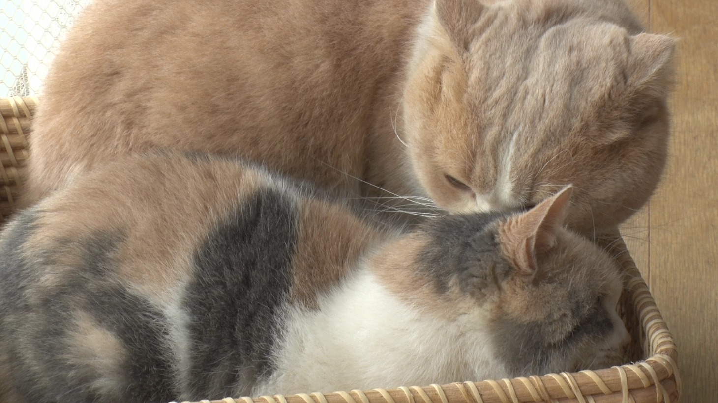 「ねこあつめの家」新写真
