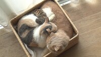 「ねこあつめの家」新写真