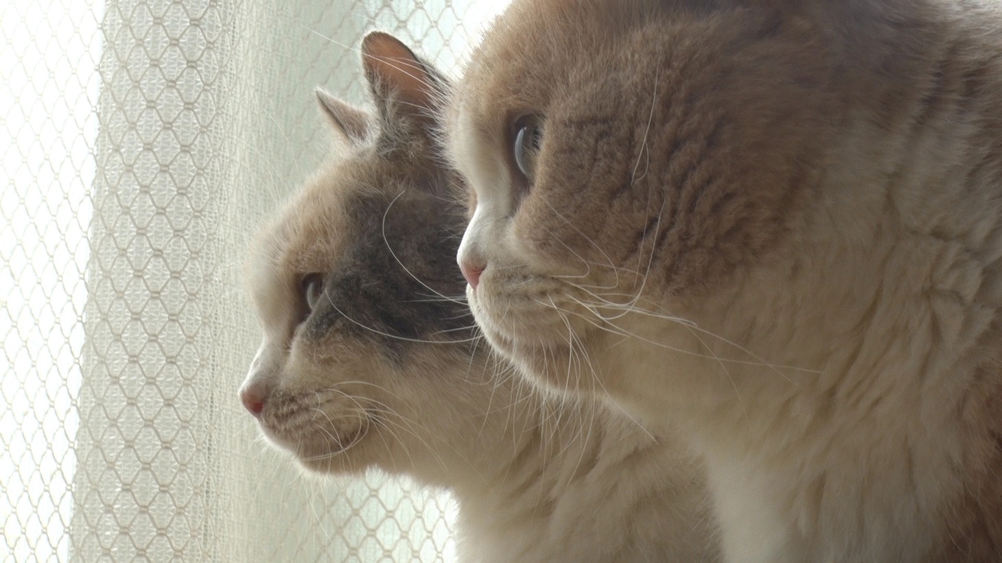 「ねこあつめの家」新写真