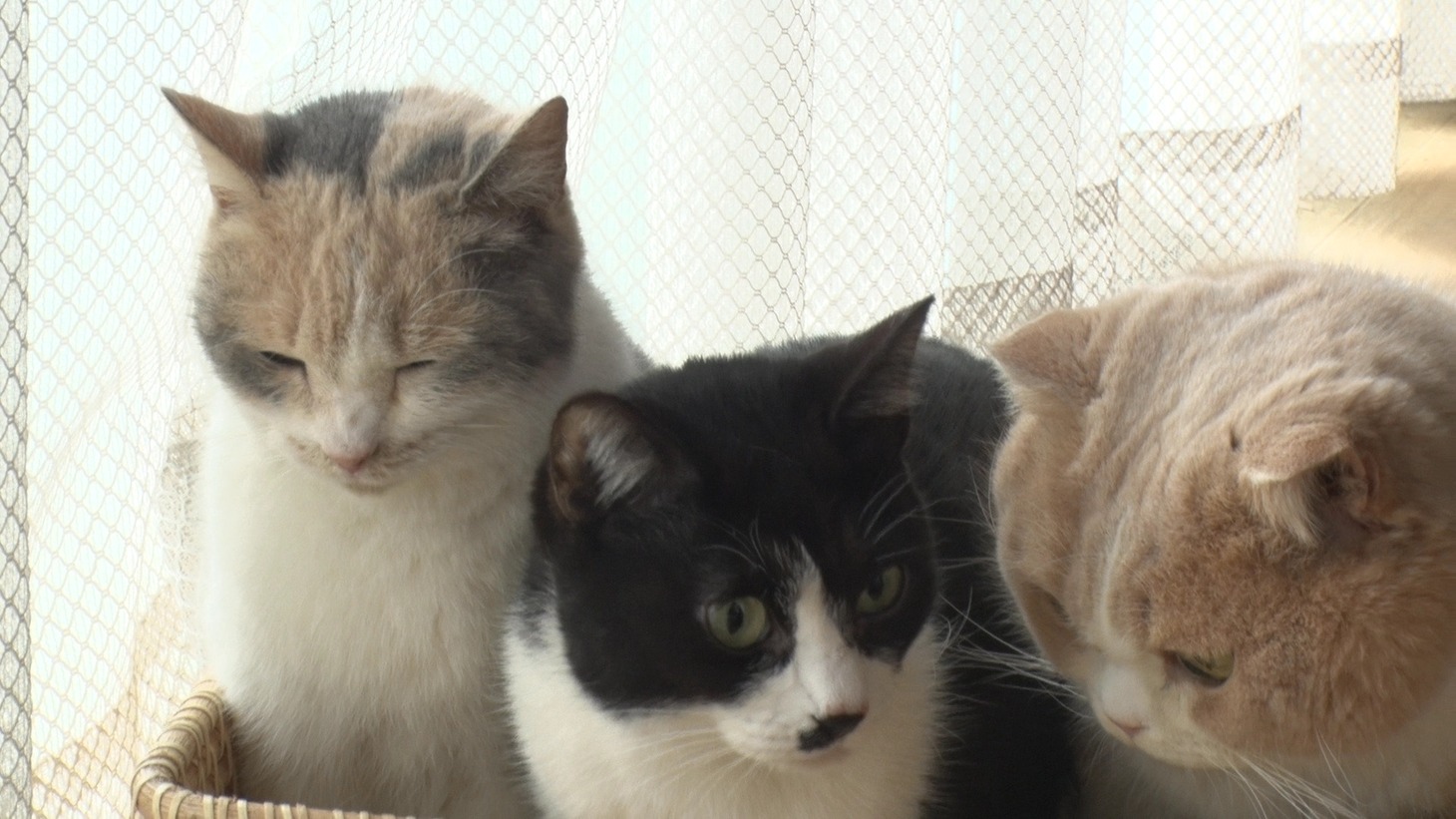 「ねこあつめの家」新写真
