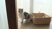 「ねこあつめの家」新写真