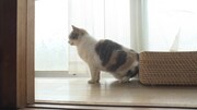 「ねこあつめの家」新写真
