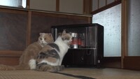 「ねこあつめの家」新写真