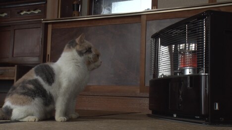 「ねこあつめの家」新写真