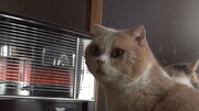 「ねこあつめの家」新写真