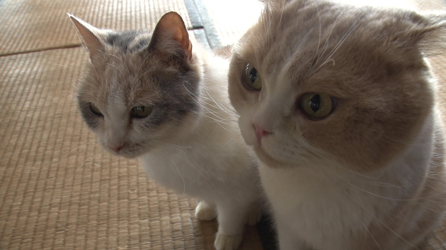 「ねこあつめの家」新写真