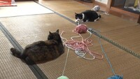 「ねこあつめの家」新写真