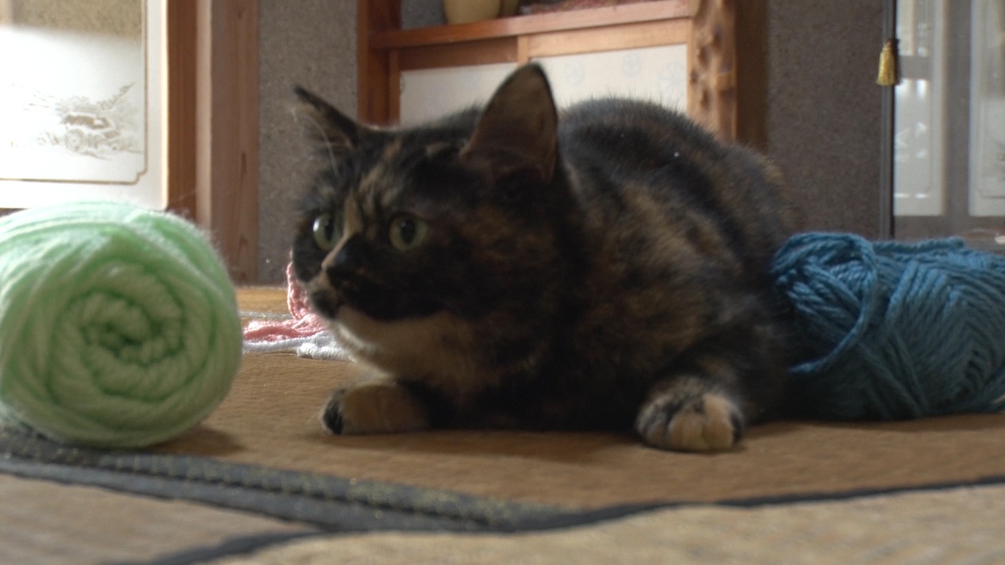 「ねこあつめの家」新写真
