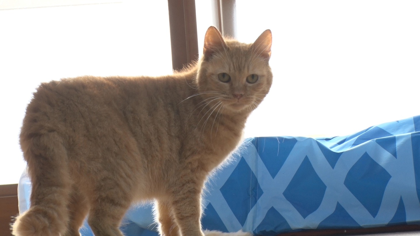 「ねこあつめの家」新写真