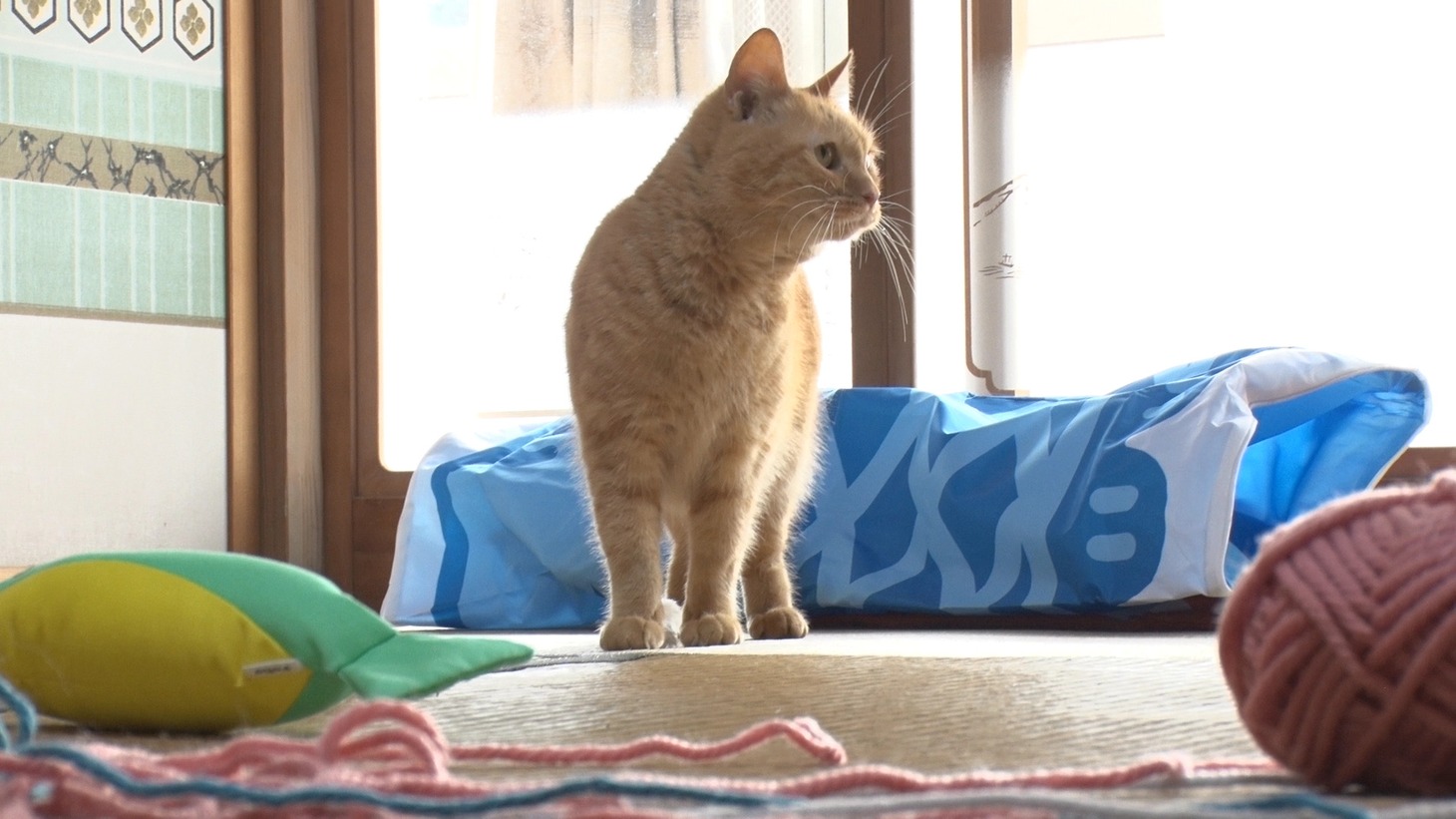 「ねこあつめの家」新写真