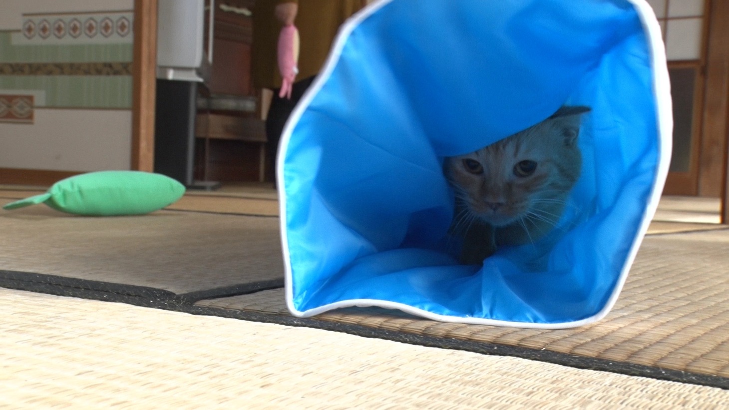 「ねこあつめの家」新写真