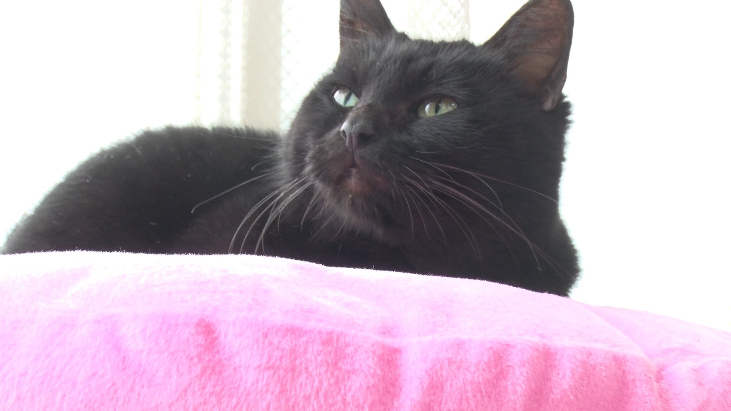 「ねこあつめの家」新写真