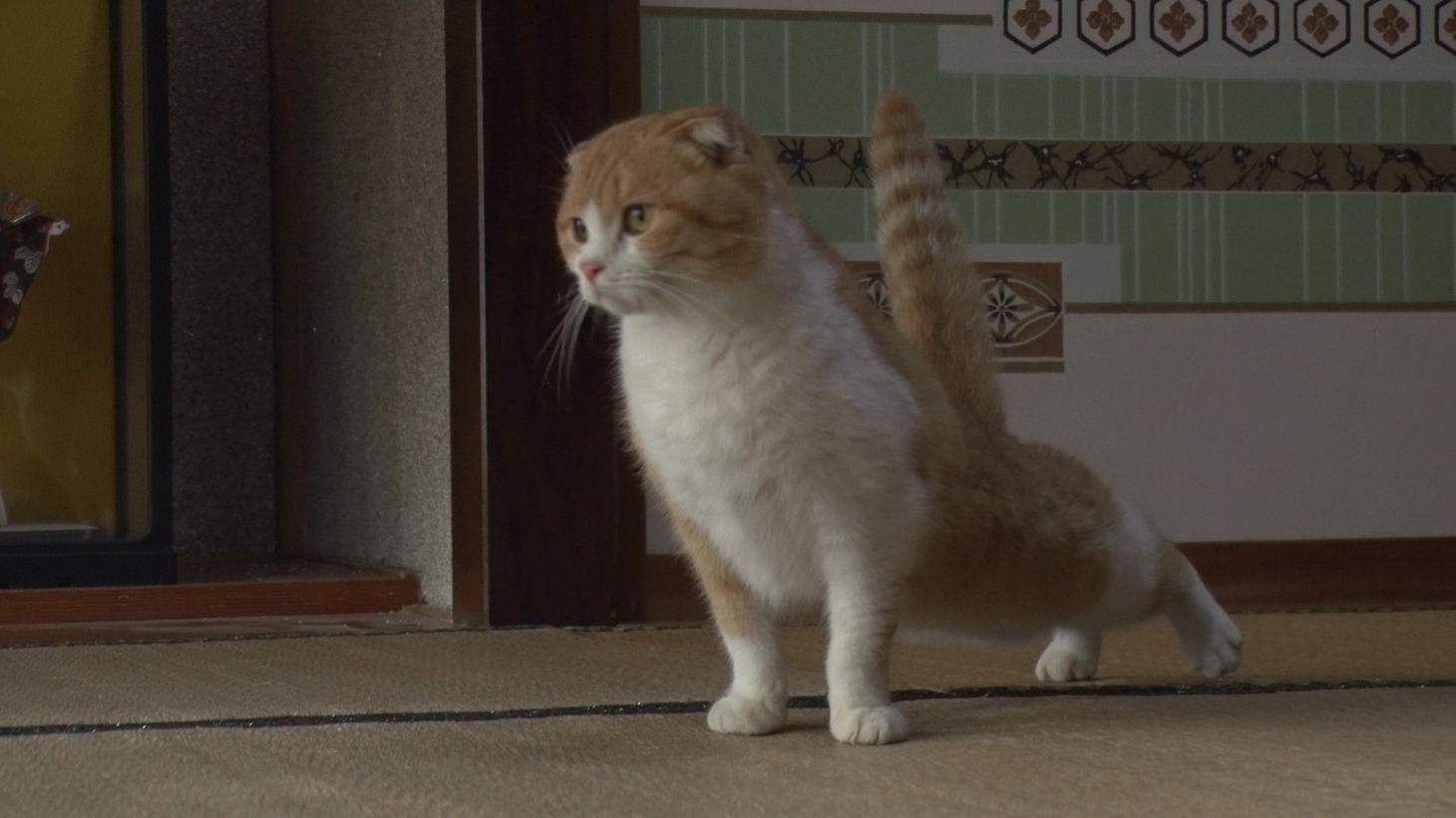 「ねこあつめの家」新写真