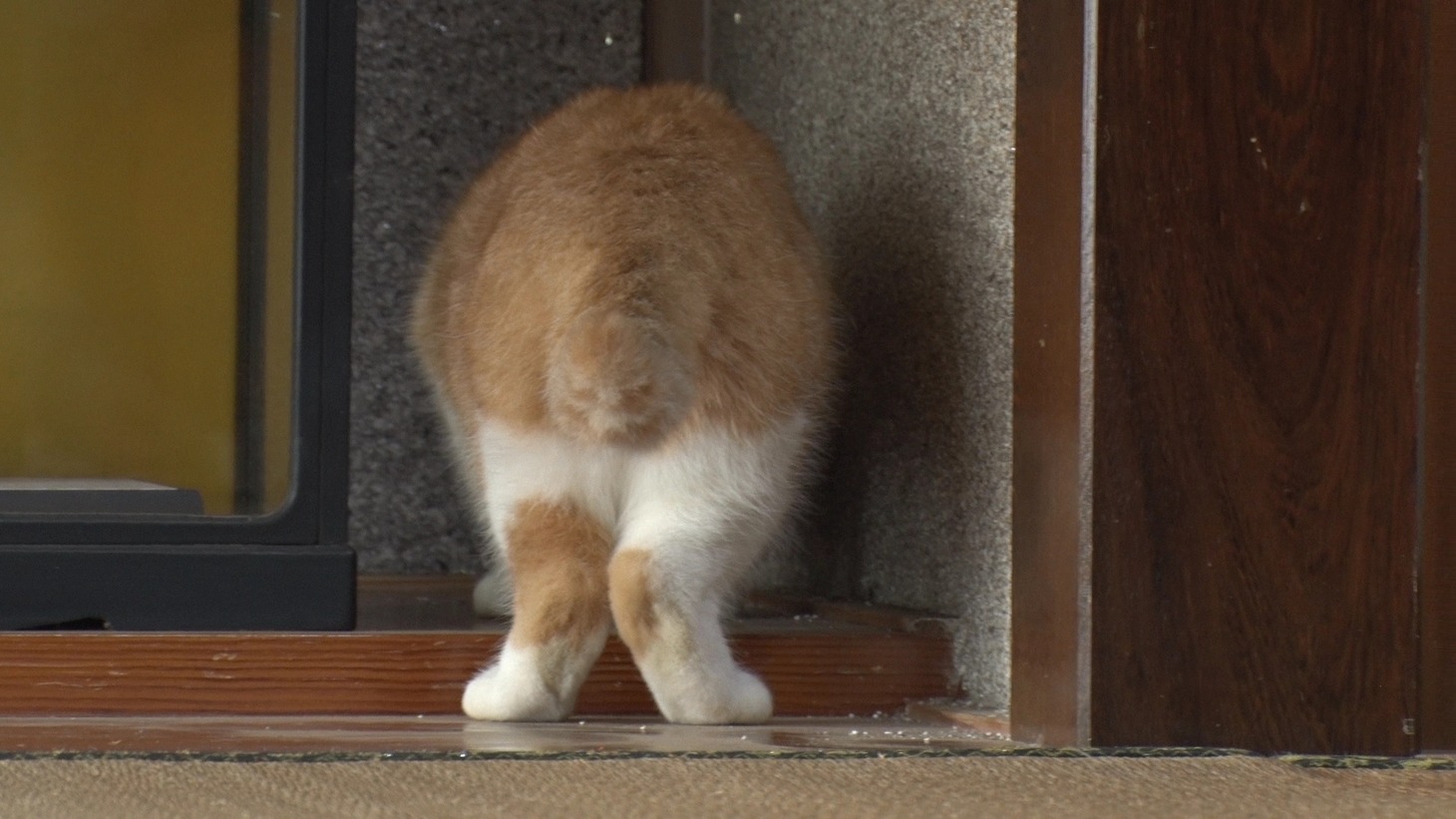 「ねこあつめの家」新写真