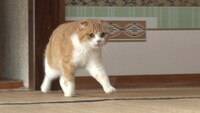 「ねこあつめの家」新写真