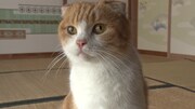 「ねこあつめの家」新写真