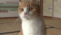 「ねこあつめの家」新写真