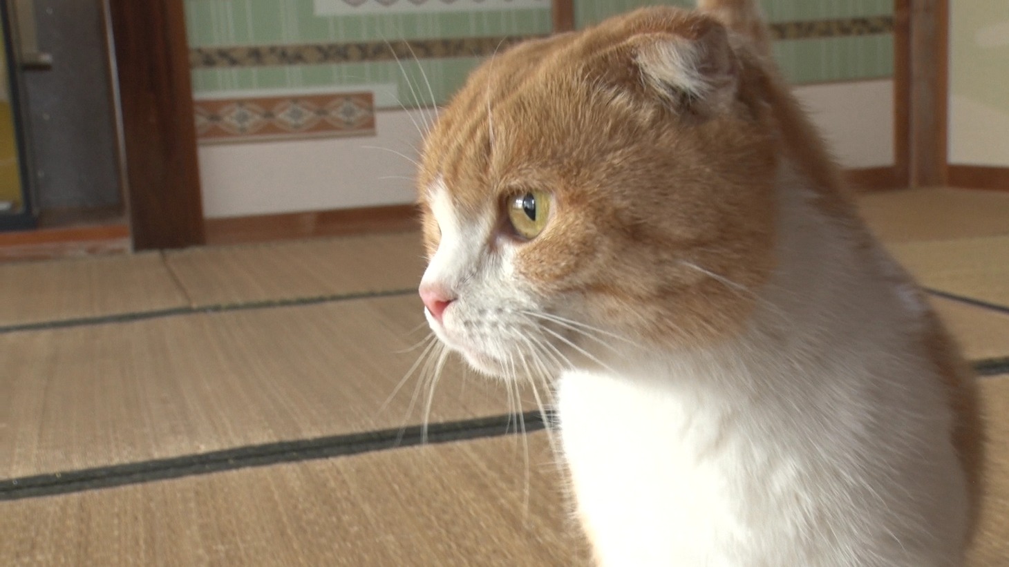 「ねこあつめの家」新写真