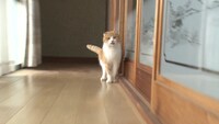 「ねこあつめの家」新写真
