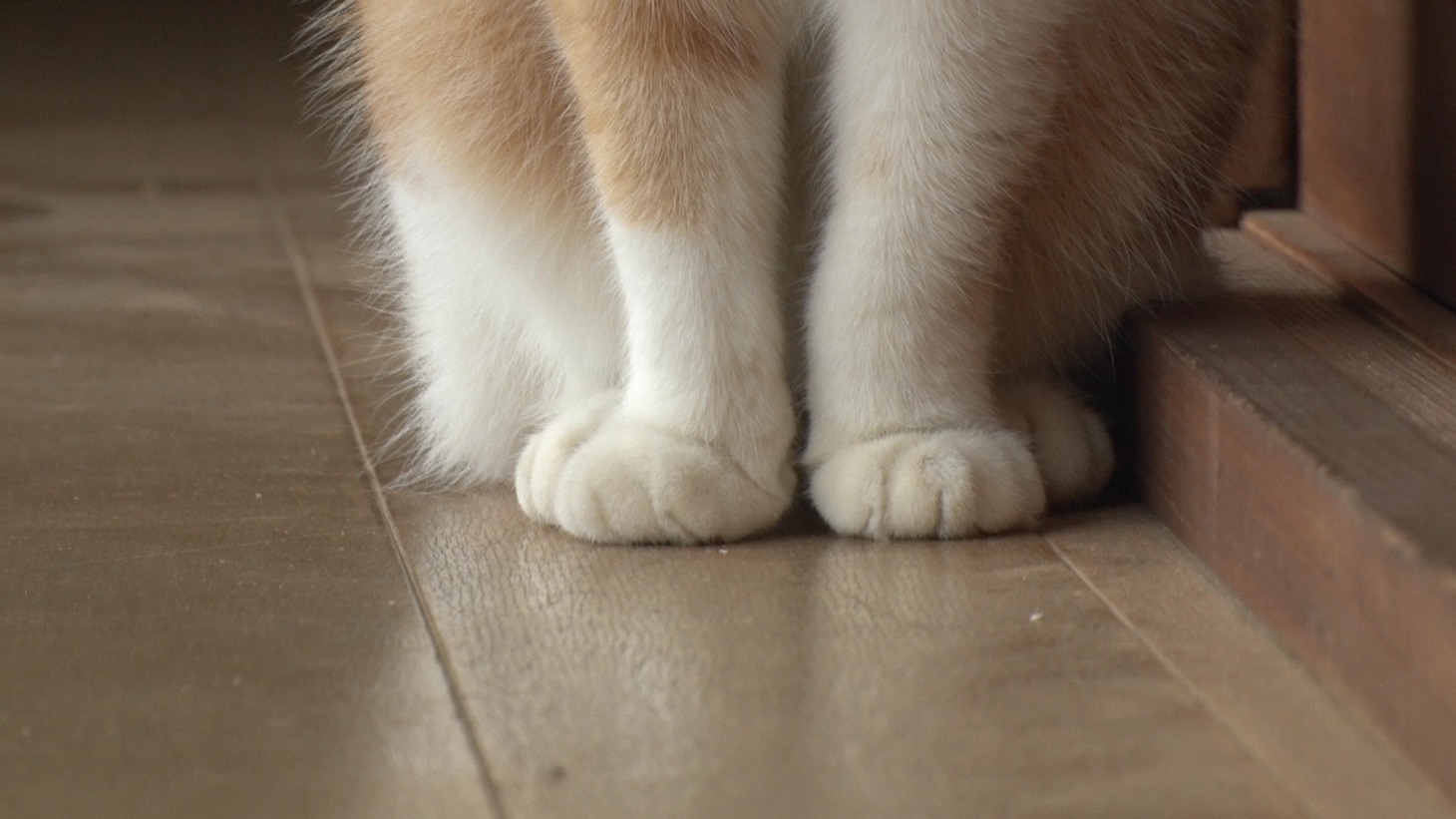 「ねこあつめの家」新写真