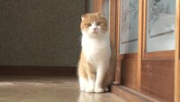 「ねこあつめの家」新写真