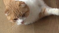 「ねこあつめの家」新写真