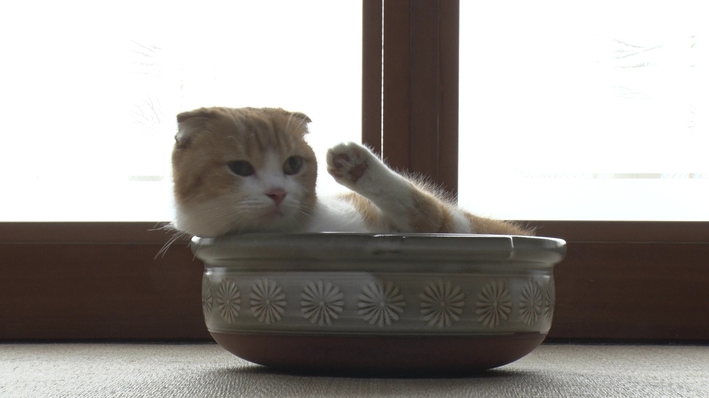 「ねこあつめの家」新写真