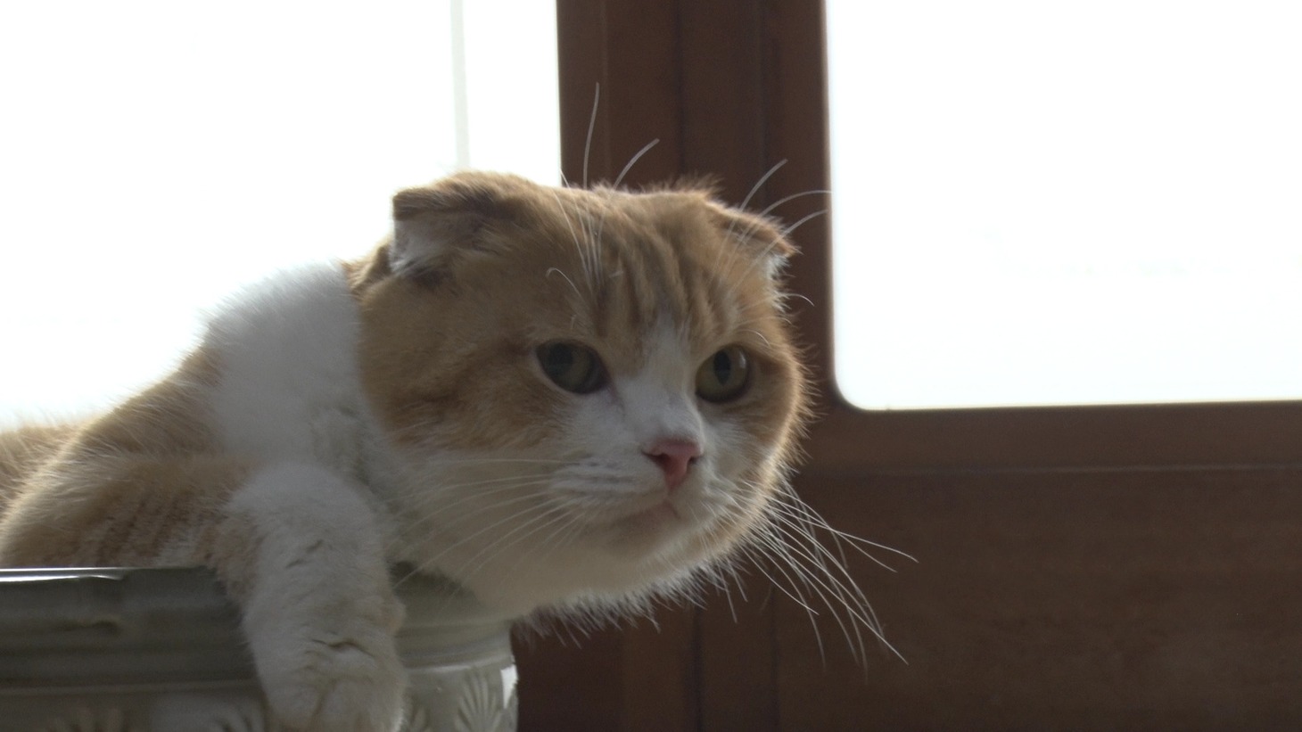 「ねこあつめの家」新写真