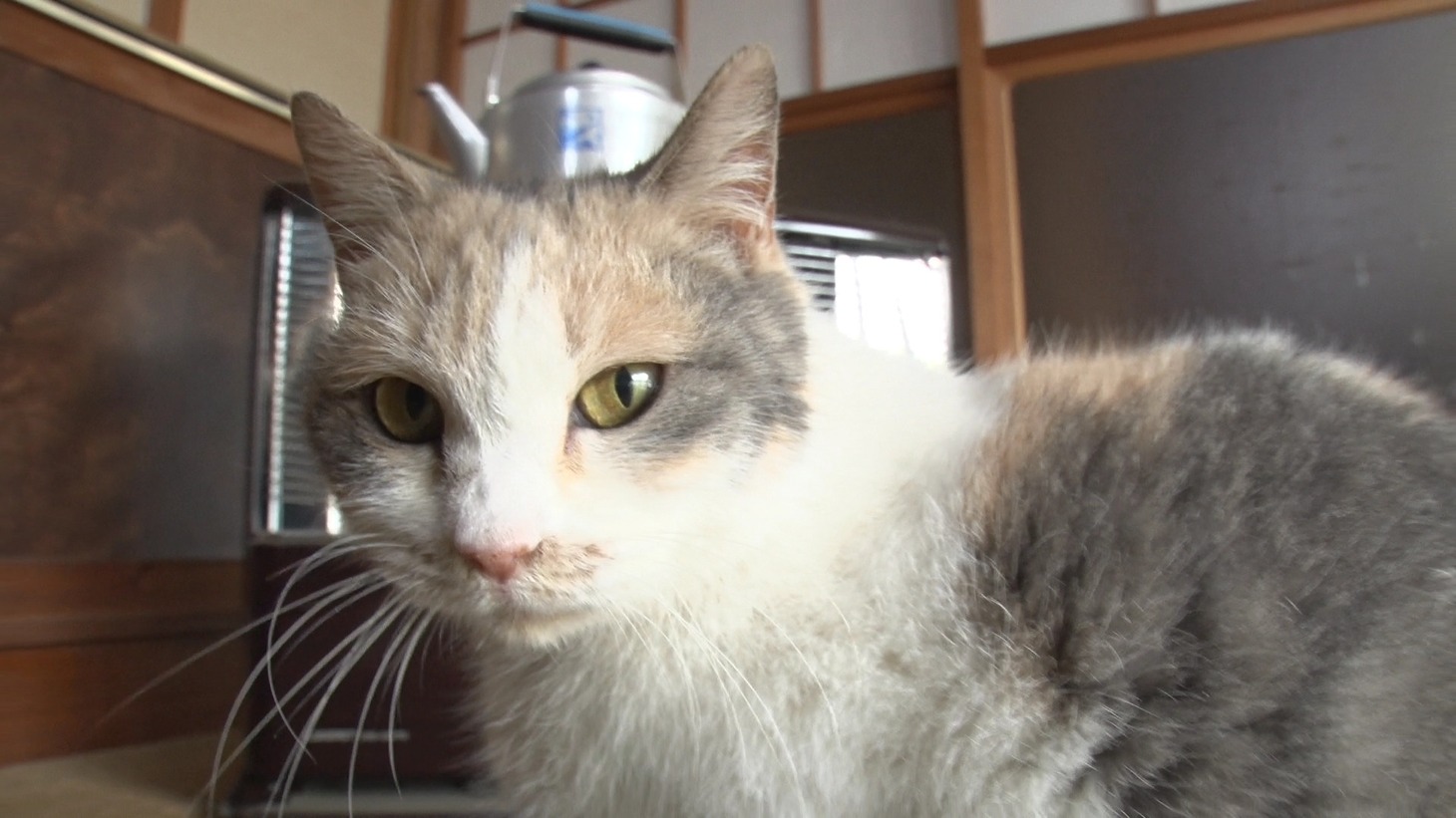 「ねこあつめの家」新写真