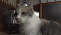 「ねこあつめの家」新写真