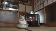 「ねこあつめの家」新写真