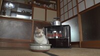 「ねこあつめの家」新写真