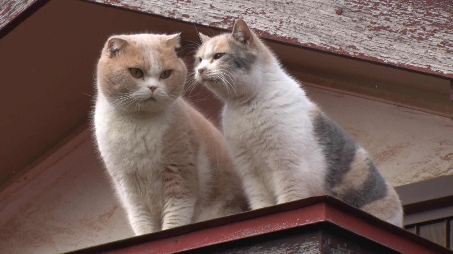 「ねこあつめの家」新写真