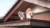 「ねこあつめの家」新写真