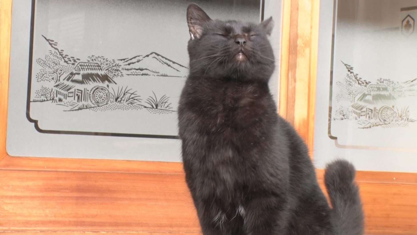「ねこあつめの家」新写真