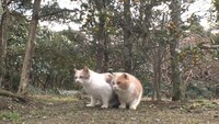 「ねこあつめの家」新写真