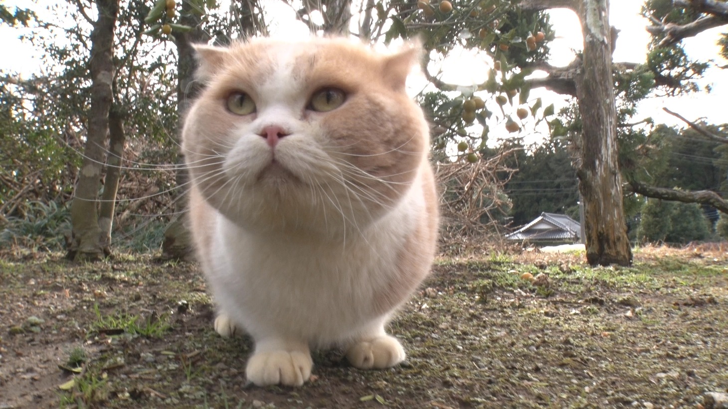 「ねこあつめの家」新写真