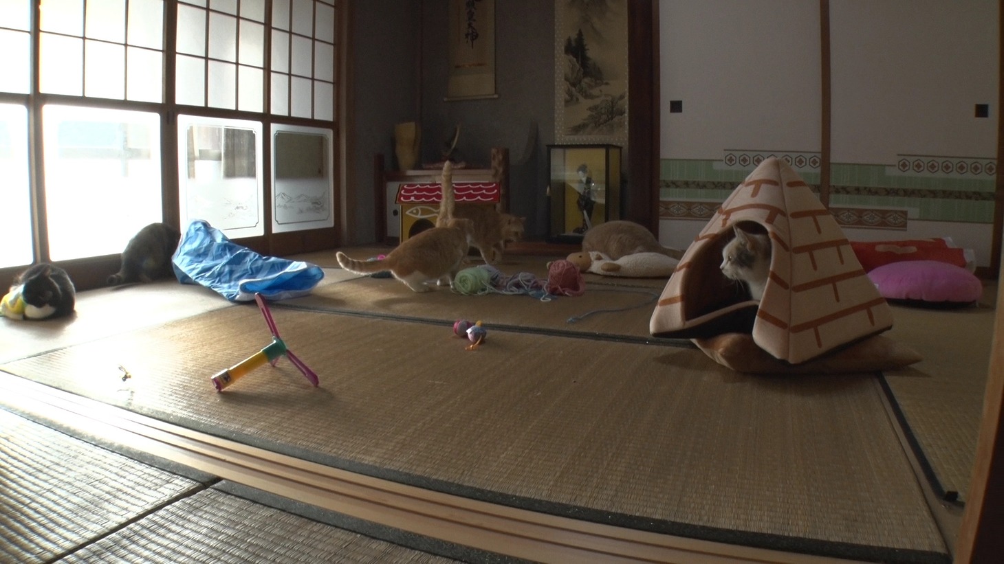 「ねこあつめの家」新写真