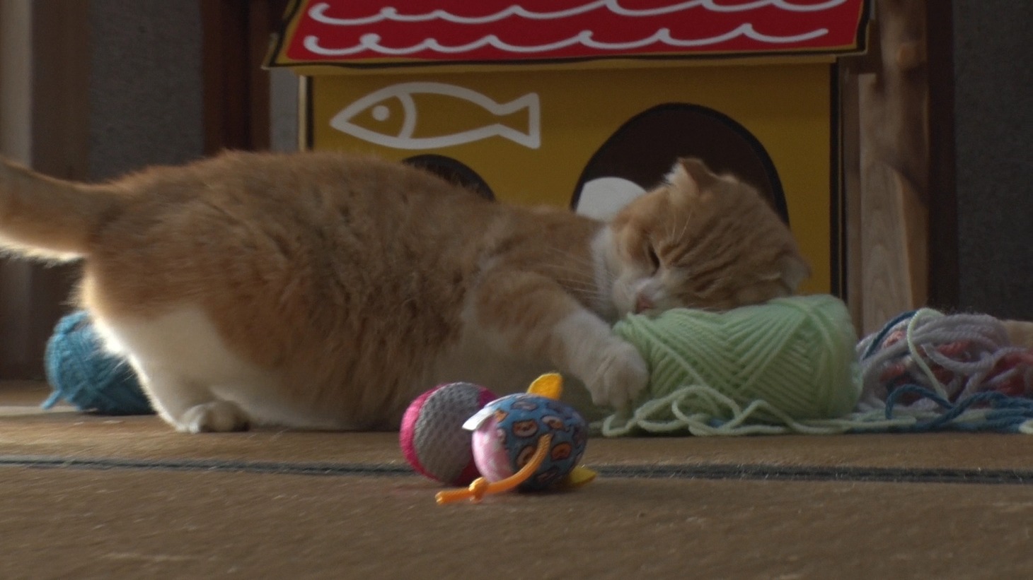「ねこあつめの家」新写真