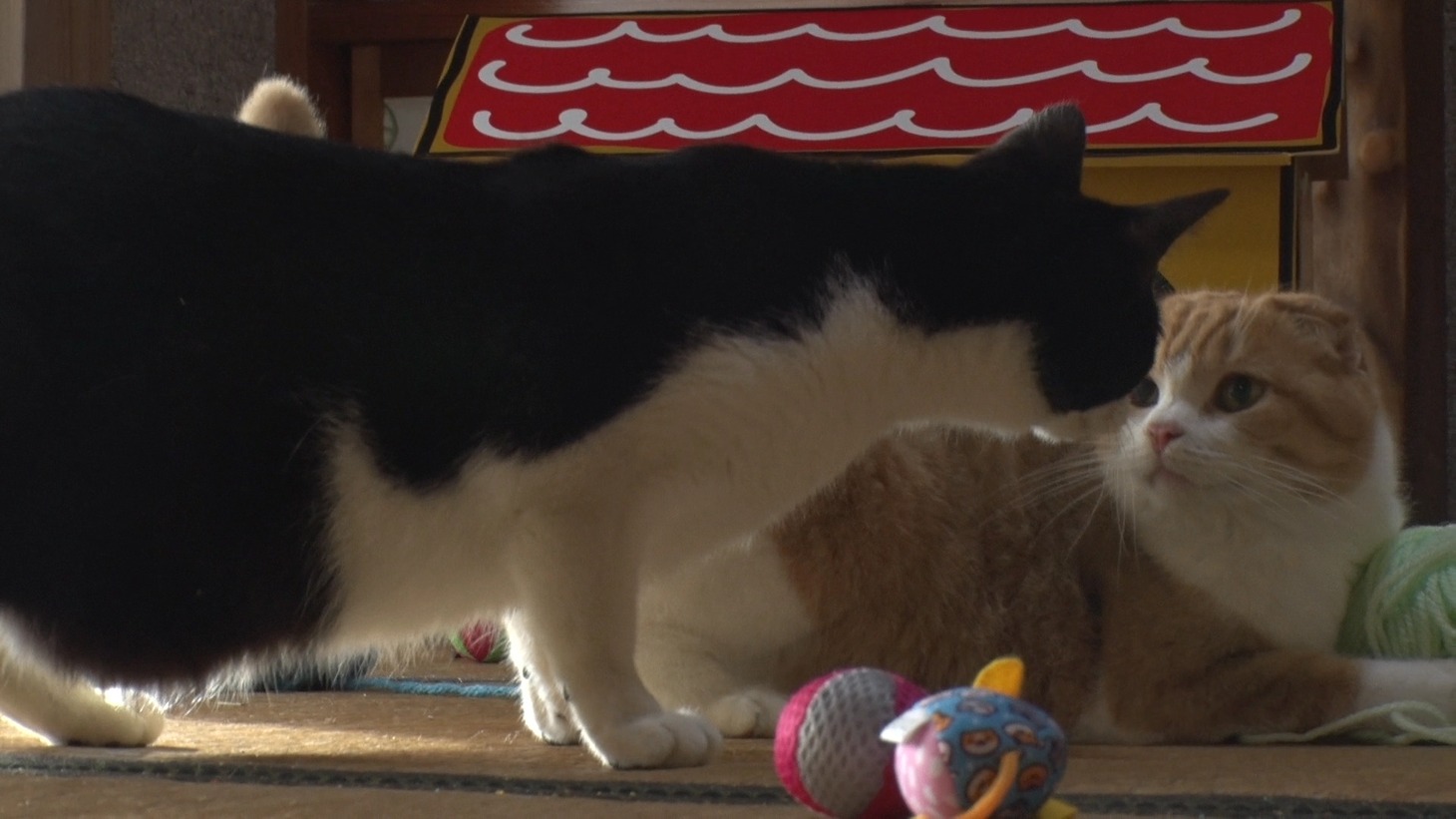 「ねこあつめの家」新写真