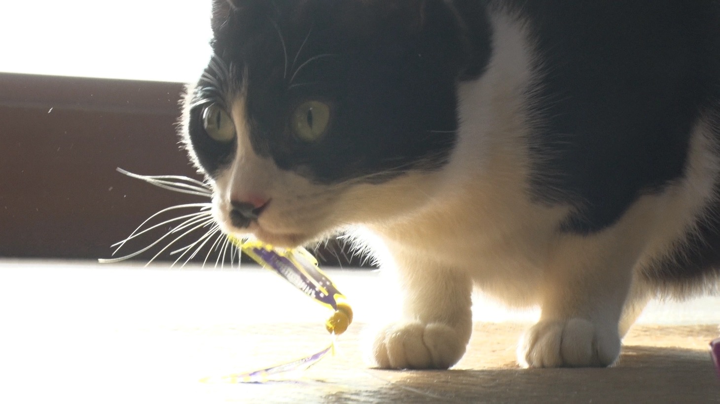 「ねこあつめの家」新写真