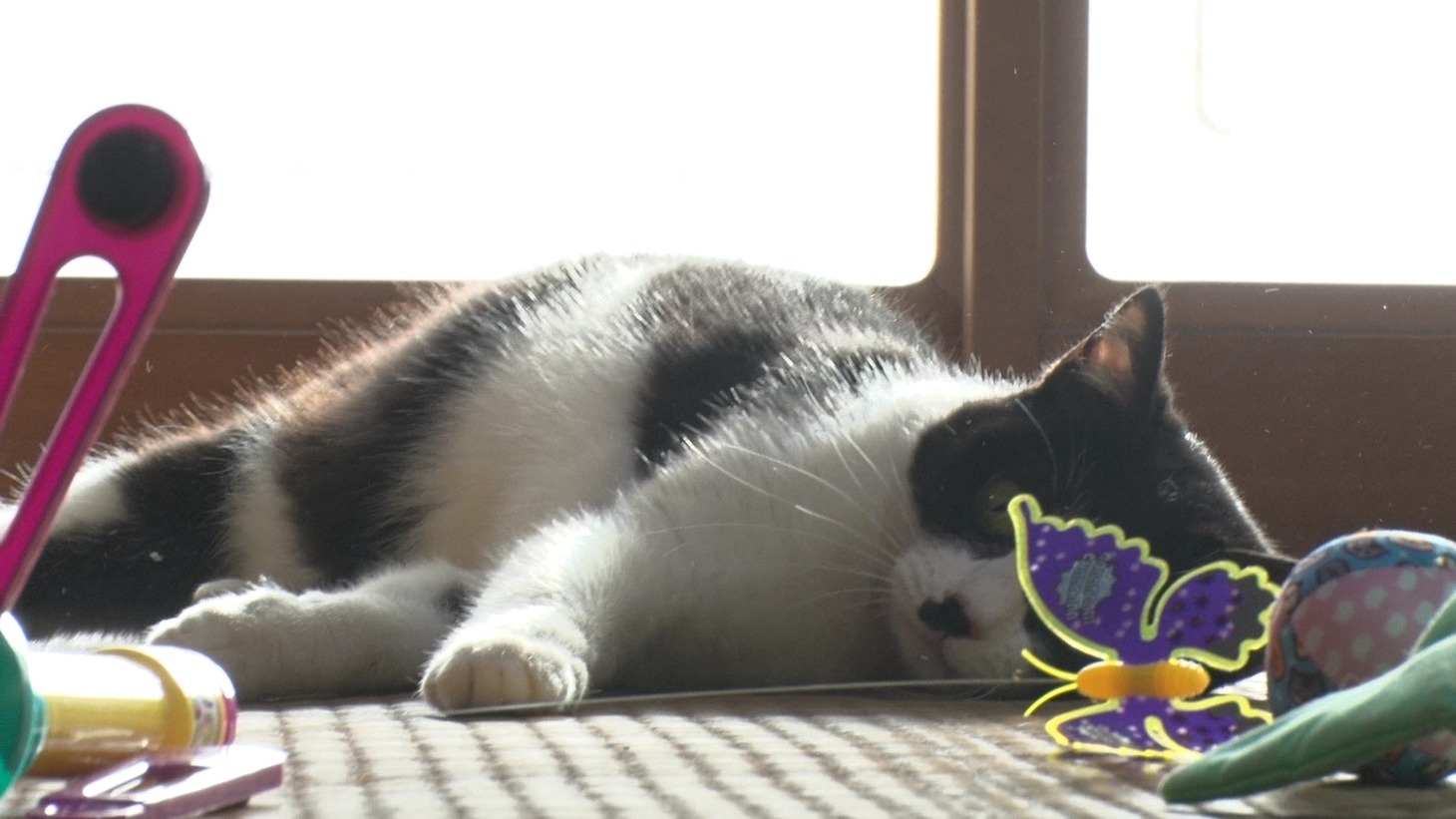 「ねこあつめの家」新写真